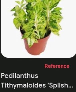 Similar 2 Different Varieties.