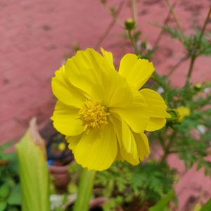 Yellow cosmos flowering plant seeds (10 seeds)