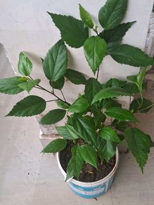 Healthy Hibiscus Plant