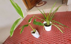 Pack 2 pandanus veitchii & Never Plant