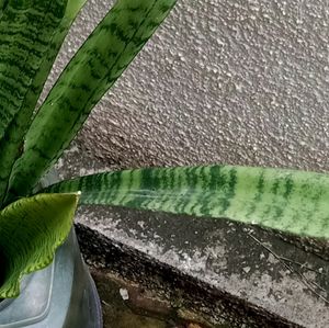 Real Snake Plant