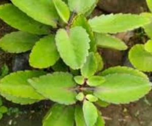 Combo Of 3 Low Maintenance Plants