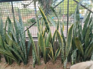 LIVE Snake Plant (Yellow outer edge)