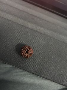 panchmukhi Rudraksha Seed for pendent