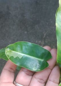 Variegated  burl marx Plant