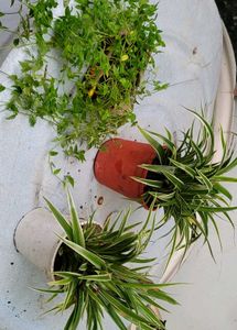 Set3 Spider &amp; Tradescantia fluminensis Plant