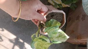 Beautiful Manjula Pothos Plant