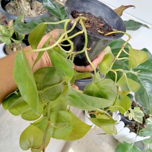 Philendradon Heart Leaf