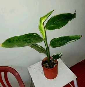 Set 2 Never..&amp; Pandanus veitchii Plant 🪴&amp; Pot