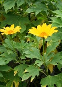 Plants