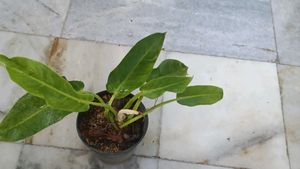 Philodendron golden calkins Plant