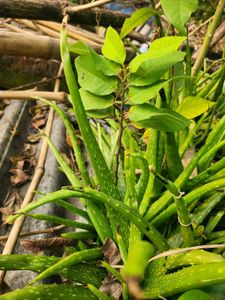 sitaphal fruits 🍏  plant