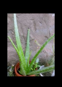 Aloe Vera Plant