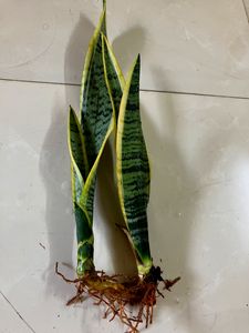 Sanseveria Snake Plant