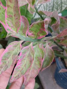 Devil's Backbone Plant pink colour