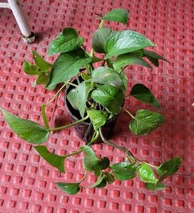 Evergreen Money Plant