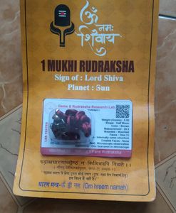 1 Mukhi Rudraksh