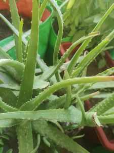 Healthy Aloe Vera Plant without Pot