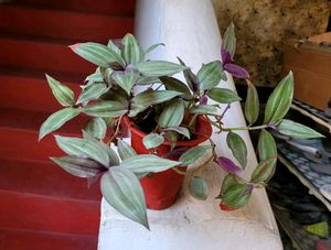 Tradescantia zebrina Plant & Pot