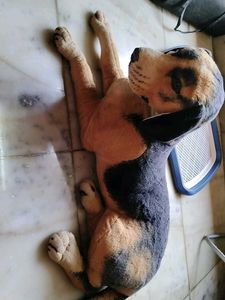 Realistic Tiger And Dog Dolls 🤩