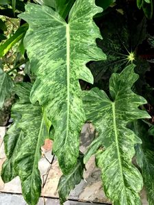 Philodendron golden dragon