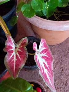 Thai Caladium And Mix Varieties Of Plants