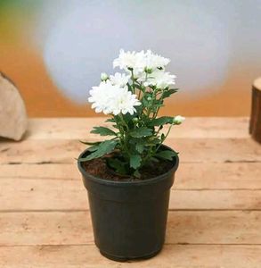 Live White Chrysanthemum Flower plant with pot