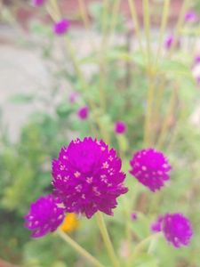 Purple Globe Amaranth Flower seeds