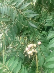 Kitchen Garden Plant