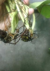 philodendron lemon lime 2 plants