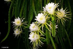 Bharamh Kamal Flower Plant