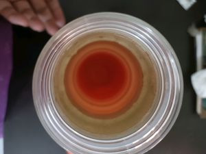 Cello Water Bottle