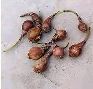Pink Rain Lily Bulbs