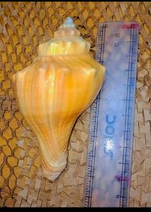 Natural Seashell Decor