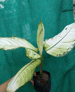 Dieffenbachia Plant