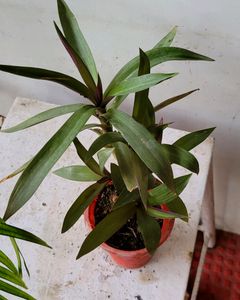 Set 4 Moses in the Cradle &amp; Arrowhead Plant🪴&amp; Pot