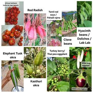 Desi Heirloom Veggie Seeds (10 varieties)