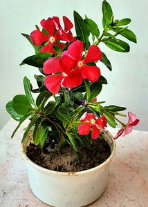 🪴 Plant &amp; pot