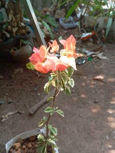 vaegrated orange and pink mixed bogan Villa