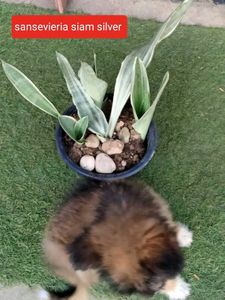 Mix Plants Offer