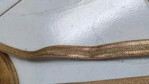 Golden Saree Lace