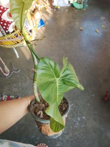 philodendron paraiso Verde