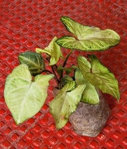 2 Pack Arrowhead Plants 🌱