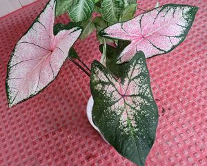 2 set Caladium Pink Splash &amp; arrohead Plants🪴