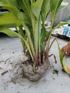7 Plant Combo