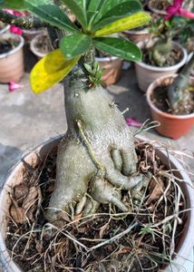 Beautiful Adenium Plants