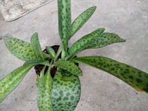 combo plants.