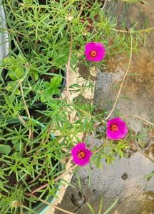 Seeds And Plants