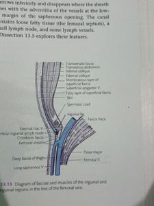Cunningham Anatomy