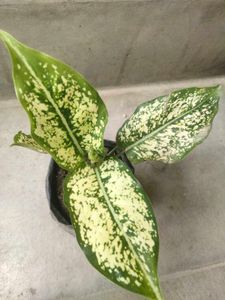 Assorted Variegated Plants